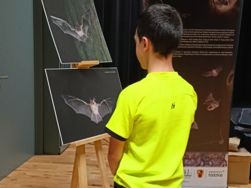 Noc nietoperzy w Zapolicach, 